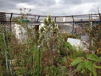 植木鉢やプランターの片付けの ご依頼される方はとても多いです。 植木鉢やプランターで一番 困っていることとは？ １．一つ一つが重い。 　　(土や水分を含んだ植物、陶器 　 　の植木鉢は特に重いですね。) ２．土をどうやって処分していいのか 　　がわからない。 ３．愛着ある植木を処分するのは、 　　心が痛む。 なぜ、片付けなければいけないのか。 理由として… マンションやアパートの改修工事の ため、ベランダを片付けなければ いけなくなった。 怪我や病気で、植木のお世話が できなくなった。